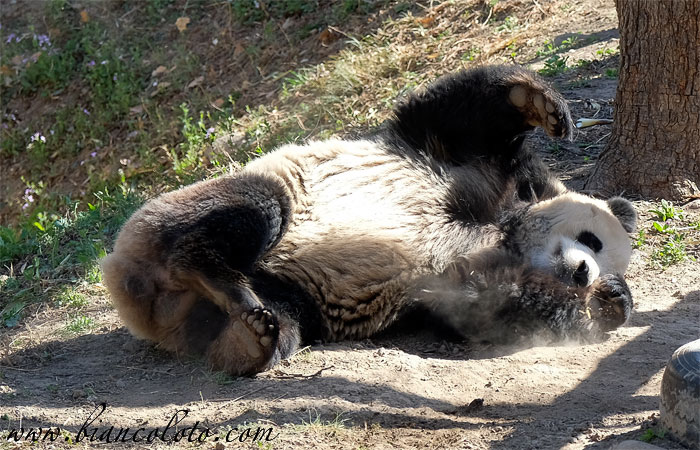 Панды в Пекинском зоопарке