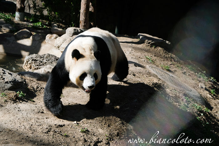 Панды в Пекинском зоопарке