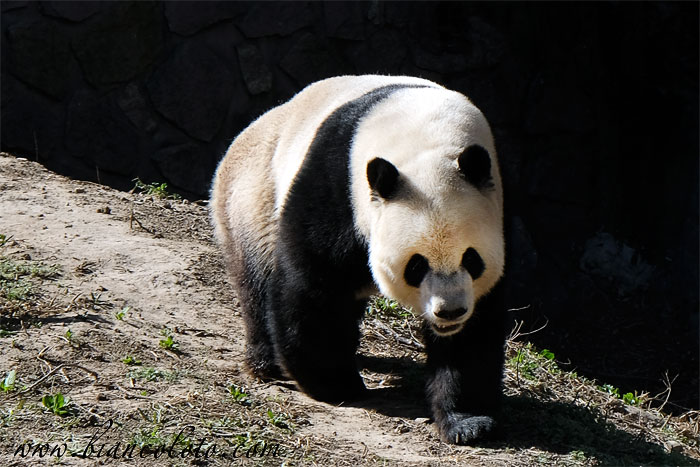 Панды в Пекинском зоопарке
