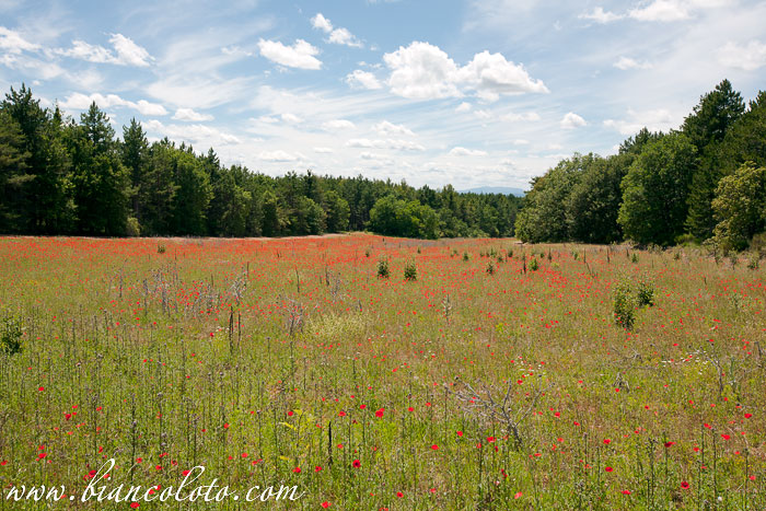 Цветущие поля в Провансе