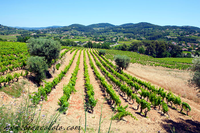 Виноградники Бандоля