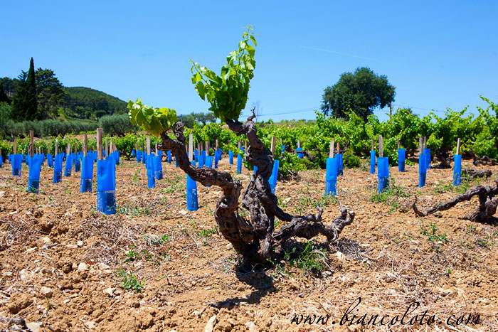 Chateau de la Noblesse