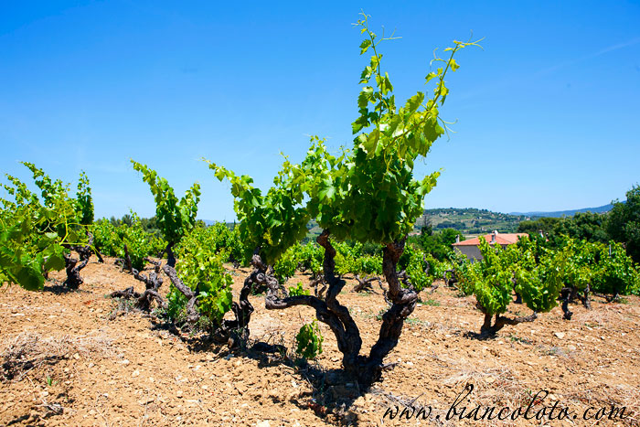 Виноградники Chateau de la Noblesse