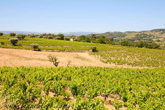 Виноградники Бандоля