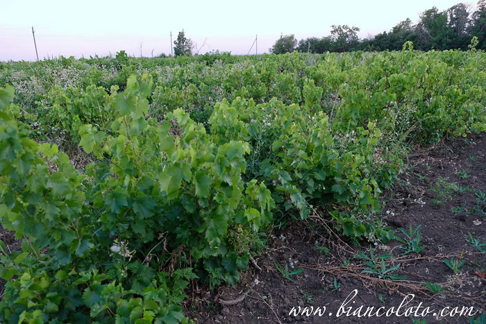 Виноградники. Хутор Пухляковский