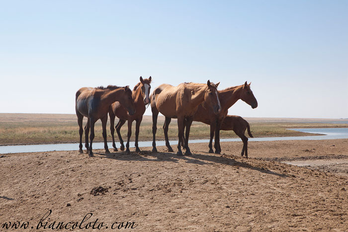 Дикие лошади