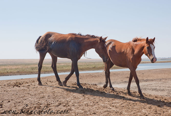 Дикие лошади