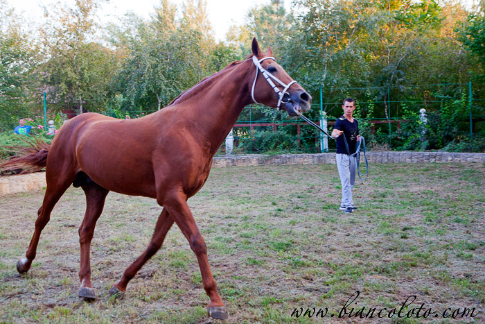 Великокняжеский конный завод