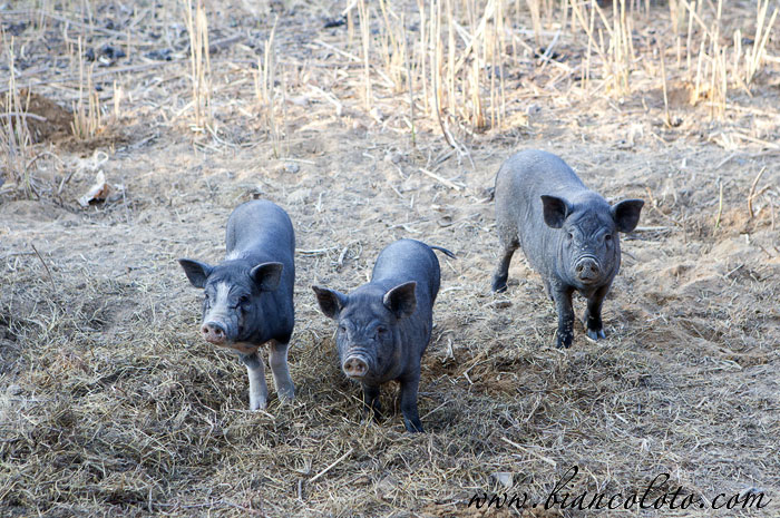 Великокняжеский конный завод