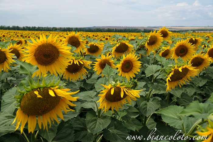 Подсолнухи  