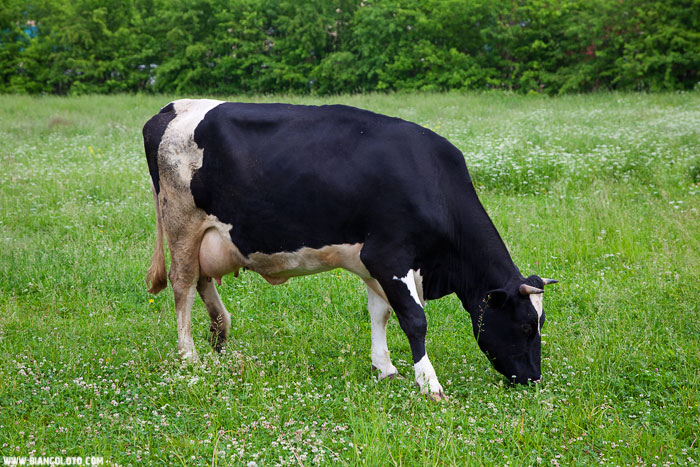 Ростов Великий