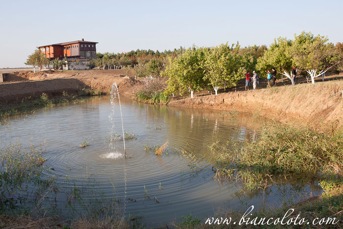 Великокняжеский конный завод.
