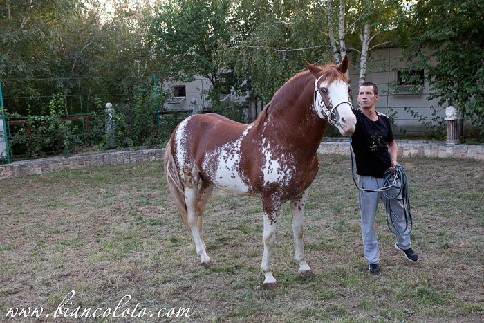 Великокняжеский конный завод.