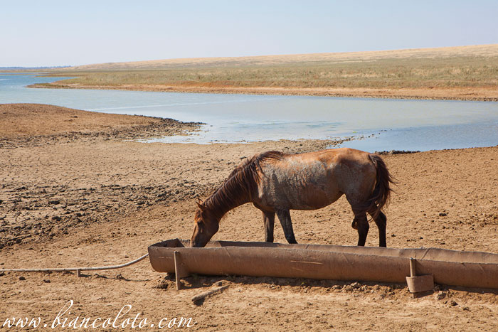 Дикие лошади