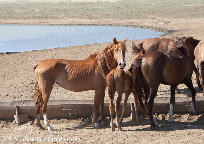 Дикие лошади