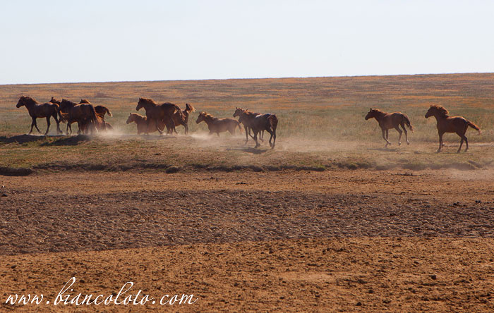 Дикие лошади