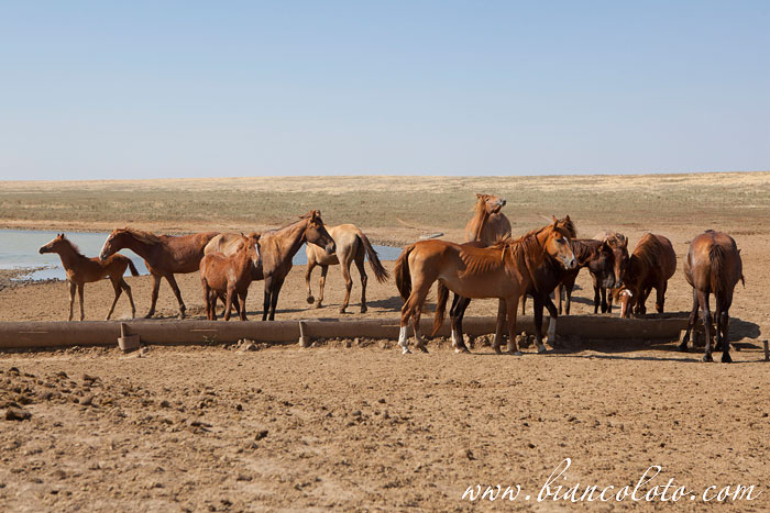 Дикие лошади