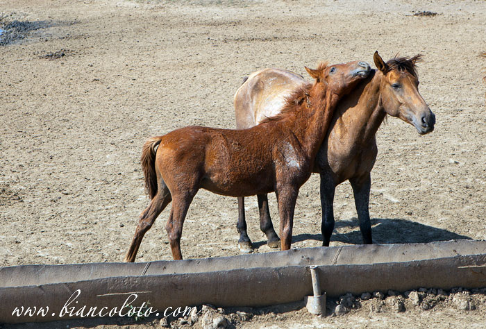 Дикие лошади