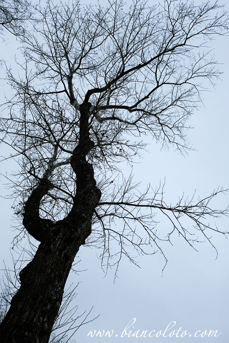 Тополь в Константиново