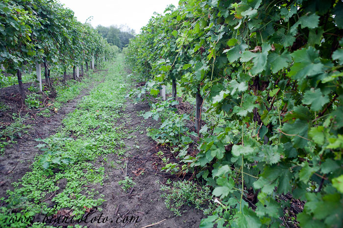 Виноградники