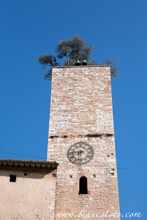 Башня с оливковым деревом. Спелло