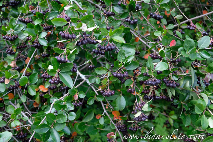 Усадьба Андрея Тимофеевича Болотова