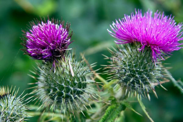 Кофе Кенгер