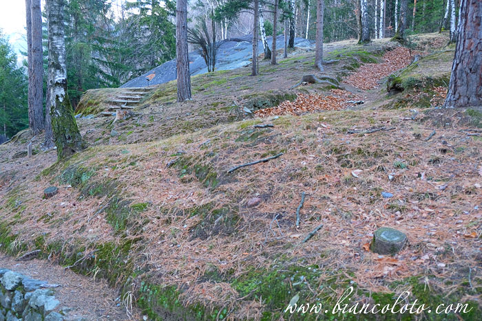 Валькамоника