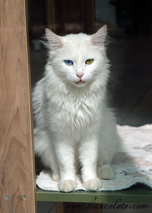 Ванская кошка