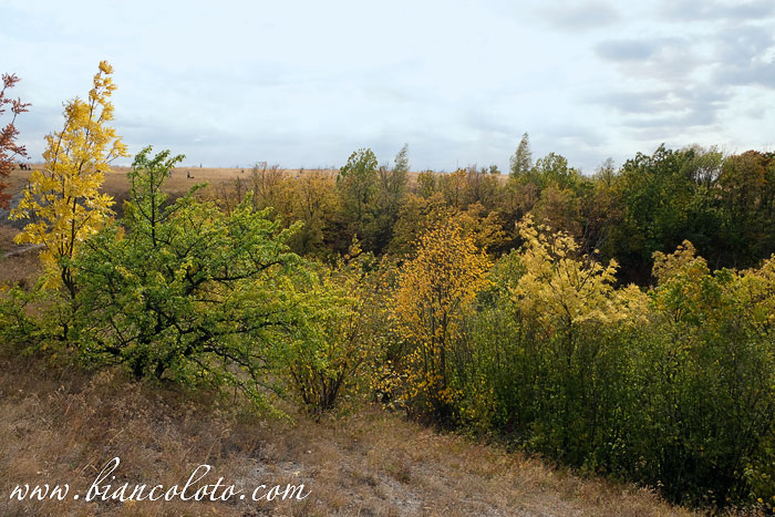 Дивногорье