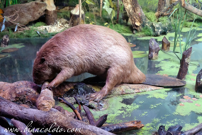 Питомник бобров