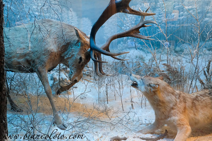 Музей природы