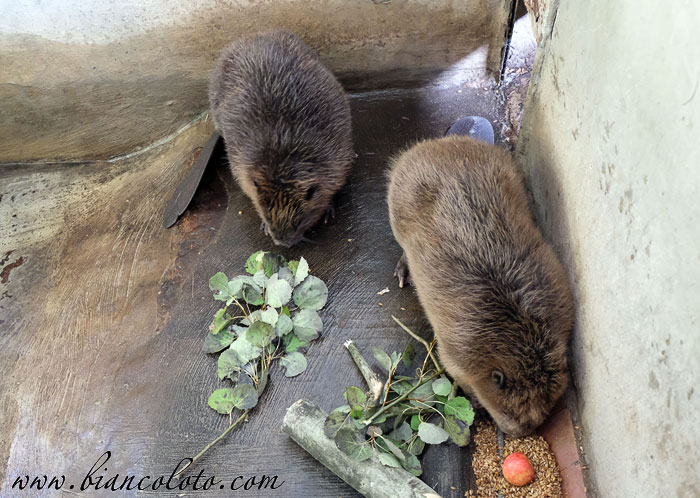 Воронежский биосферный заповедник