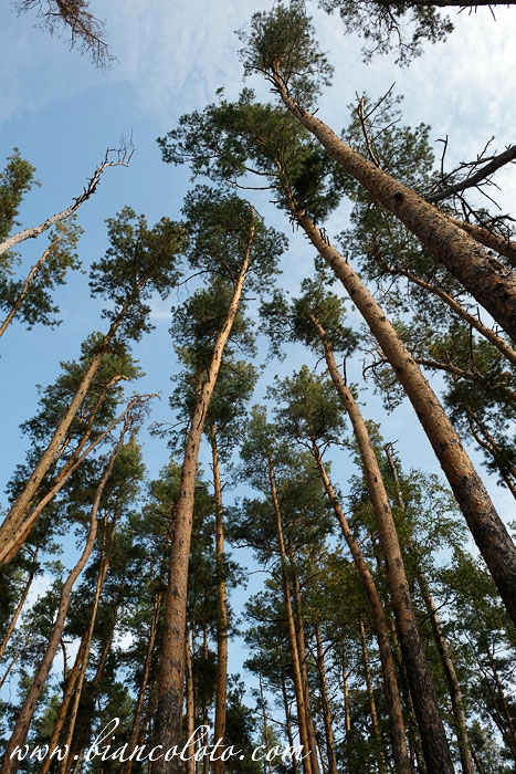 Сосны Усманского бора